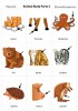 Animal Body Parts 3 flashcards